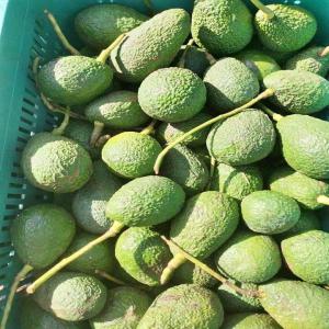  Avocado Supplier - fruits et légumes hello world,  ----i'm an avocado farmer,  i have three types of it on my farm,  i have just completed the process for exporting from my country,  i would like to meet up with new costumer or new opportunities to export my production. for further details and quality control or packaging or what's require