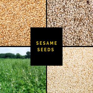  Sesame Seeds - roasted seeds and nuts  nous disposons d'une importante quantit&eacute; jusqu'a 5000 tonnes de s&eacute;same blanc mixte et bigarr&eacute; au togo. incoterm fob cif cnf contrat annuel ou spot accept&eacute; minimum order 100 tonnes termes de paiement traite avalis&eacute; ch&egrave;que certifi&eacut