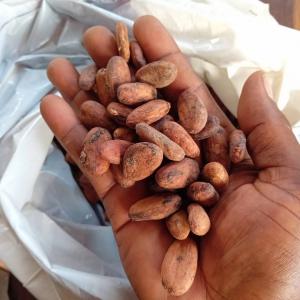  Recherche Acheteur Café,cacao,sesame Et Acajou - café cacao thé notre entreprise badiar agro.com est &agrave; la recherche d'acheteurs du caf&eacute;, cacao, s&eacute;same et noix de cajou origine r&eacute;publique de guin&eacute;e. 