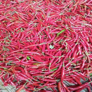  Piment Bec D'oiseau Séché En Stock - épices aromates salut je r&eacute;side en c&ocirc;te d'ivoire je d&eacute;sire avoir des partenaires pour la production et l'exportation de piment s&eacute;ch&eacute;  