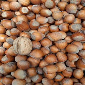 Noisettes En Coque Turquie - fruits secs et graines grillées noisettes en coque origine turquie . pour plus de renseignements contactez nous . livraison partout dans le monde 