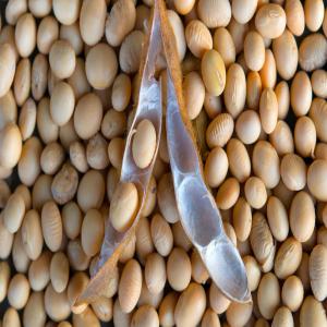  Achat De Soja Conventionnel - céréales je suis à la recherche du soja conventionnel. la livraison se fera à lomé au togo. tout fournisseur serieux peut me contacter. si vous disposez réellement du produit,  contactez moi directement sur mon numéro whatsapp. merci 