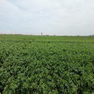  Offre Exceptionnelle De Pommes De Terre - fruits et légumes nous sommes ravis de vous présenter une opportunité unique d'acquérir des pommes de terre de qualité exceptionnelle directement du maroc. nous mettons à disposition une quantité impressionnante de 1000 tonnes,  livrables en fob (franco à bord). nos pom