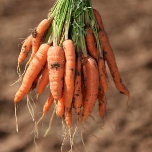  Carotte Nantaise Origine France Calibre 28/45 - fruits et légumes nous sommes fiers de vous proposer nos carottes nantaises d'origine fran&ccedil;aise calibre 28/45 &agrave; un prix tr&egrave;s int&eacute;ressant. nous avons une grande disponibilit&eacute; de r&eacute;coltes gr&acirc;ce &agrave; notre &eacute;troite collaboration avec nos agriculteurs au nord de