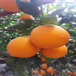  Discover The Freshness Of Morocco - fruits and vegetables embark on a journey of flavor,  sustainability,  and quality with our moroccan products.--ready to be exported in all directions of the world.--your satisfaction is our promise