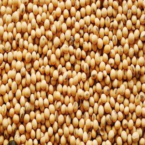  Soja Du Benin 100%bio - céréales nous sommes un fournisseur de soja au benin et sommes dispos&eacute; &agrave; fournir du soja en exportation partout dans le monde. nous vous signalons qu'une d&eacute;cision &agrave; &eacute;t&eacute; prise au conseils des ministres le 15/11/2023 nous favorisant maintenant l'exportation du soja aut