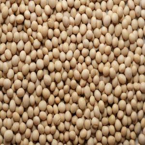  Organic Soya (organic Soya) Harvest 2023-2024 - cereals for the benefit of the 2023 - 2024 campaign,  the government of benin authorizes the free export of soybeans without any approval requirements. --we therefore offer our harvests to any international buyer interested in purchasing large quantities of organic soybeans. --we also support you throughout 
