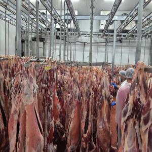  Viande Bœuf Carcasse D'espagne - viandes et oeufs bonjour,  nous sommes fournisseurs de viande de bœuf en carcasse important en espagne,  frais et congelé avec certificat halal,  a des prix très compétitif, possibilité de livraison partout dans le monde,  veuillez nous contacté pour plus de détail,  les non
