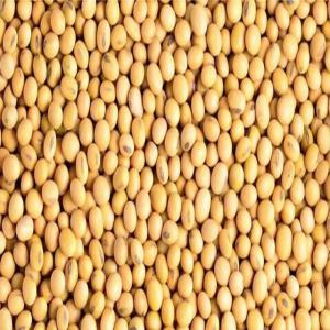  Recherche De Partenaires - semence graine plant bonjour !!! --ociété a responsabilité limitée. nous exerçons dans le domaine des produits tropicaux et vivrières comme le soja,  le cajou,  le karité,  le maïs et le riz etc...--nous recherchons des partenaires d'affaires pour une bonne collaboration. no