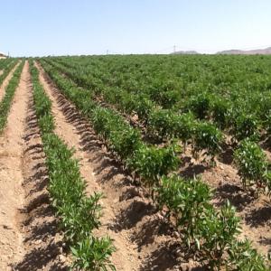  Ferme Agricole Moderne Potentiel Immense Rommani - autres ferme &agrave; vendre (cause retraite) ferme localis&eacute;e dans la r&eacute;gion rabat k&eacute;nitra bordant la route r401 dans les za&egrave;rs &eacute;quip&eacute;e du syst&egrave;me d irrigation localis&eacute;e goutte &agrave; goutte) (un syst&egrave;me solaire remplace maintenant le sys