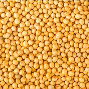  Besoin De Soja Bio - céréales nous avons besoin du soja bio pour livrer à notre client.--600 à 4000 tonnes. une quantité de très bonnes qualités.