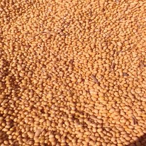  Graine De Soja Et Noix De Cajou - fruits secs et graines grillées je suis le responsable de l'entreprise au b&eacute;nin et je recherche des clients s&eacute;rieux pour l'achat des graines de soja et des  noix de cajou..--pour toutes informations compl&eacute;mentaires 