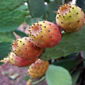  Huile De Pepins De Figue De Barbarie Du Sénégal - huiles nous produisons de l'huile de pepins de figue de barbarie pure ce n'est pas du mac&eacute;r&acirc;t huileux mais une huile press&eacute; &agrave; froid de tr&egrave;s bonne qualit&eacute;. . contacter moi pour plus d'informations() 