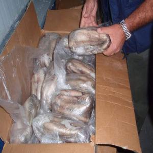  Seller Exporter Fresh Frozen Fish - fish we can supply fresh frozen fish octopus vulgaris tako all size origin mauritania available block iqf flower 