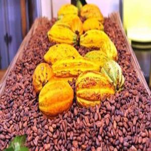 Cacao Certifié Bio - café cacao thé nous sommes une société coopérative certifié dans le domaine du cacao certifié bio pouvant exporter plus de 500 tonnes par mois--nous disposons plus de 6000 producteurs donc nous recherchons des chocolatiers dynamique pour une coopération à longue ter