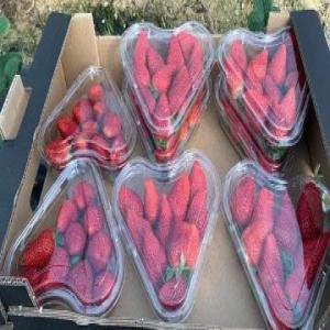  Fruits Rouge - fruits et légumes c est le début de la saison des fruits rouge au maroc, alors nous vous propose cher client nos produits comme suit ----framboise---fraise--       on respectant les inormes internationaux d export en qualité, emballage et livraison--nhesiter pasde nous contacter----salutations