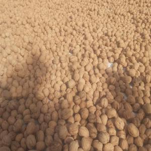  Noix Chandler - fruits secs et graines grillées noix chandler entier calibre 34>36 produits turquie de excellente qualit&eacute; . pour plus de renseignements contactez nous . prix d&eacute;part turquie 3.90   kg total quantit&eacute; + 50 tonnes . 3.90   50 tonnes