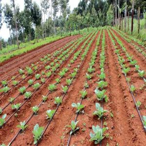  Irrigation - autres kits d'irrigation moins chers chez nous actuellement pour cette contre saison qui s'annonce sultan groupe casse les prix de fourniture et d installation de ses kits d irrigation goutte &agrave; goutte pour piment tomate choux past&egrave;que concombre aubergine aussi pour les arbres fruitiers