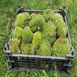  Produit Forestier Mousse Végétale - matiere vegetale  je vends plusieurs sortes de mousses v&eacute;g&eacute;tales mousse boule.. mousse provences.. mousse plate.. me contacter pour de plus amples pr&eacute;cisions