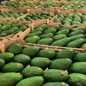  Avocat Type Hass - fruits et légumes nous sommes fiers de vous pr&eacute;senter nos avocats de type hass reconnus pour leur qualit&eacute; exceptionnelle en termes de fra&icirc;cheur de go&ucirc;t et de dur&eacute;e de conservation. nous avons r&eacute;cemment &eacute;largi notre capacit&eacute; de production et sommes prets &agrave;