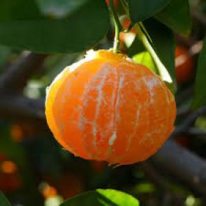  Clementine Mandarine - fruits and vegetables we offer you our citrus products clementines and mandarin from morocco origin known for its superior quality with taste and flavor of natural life. contact us for more information.