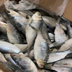  Produits De La Pêche - poissons chercheurs de saveurs et de qualité,  venez collaborer avec notre société basée en mauritanie,  un producteur de produits de la peche . nous sommes fiers de nos prix compétitifs et de nos produits d'une qualité inégalée. avec une gamme vari&eacut