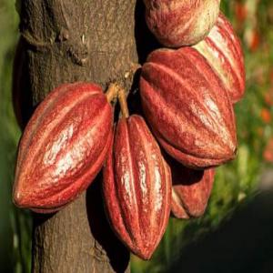  Recherche Des Producteurs De Fond - Investissement capitaux statut non defini--la société basé au cameroun ayant reçu mandat des propriétaires des terrains d'une superficie global de 3000 ha environ réparti sur plusieurs sites--les terrains ideals pour l'implantation des projets immobiliers ,  des projets agricoles,  l