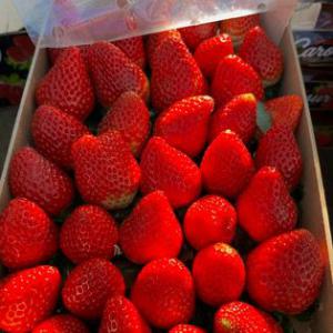  The Strawberry Season Is Here In Morocco! - fruits and vegetables sweet beginnings- the strawberry season is here in morocco!--as the strawberry season kicks off in morocco,  we are thrilled to bring the freshest and finest strawberries straight to you an your costemer
