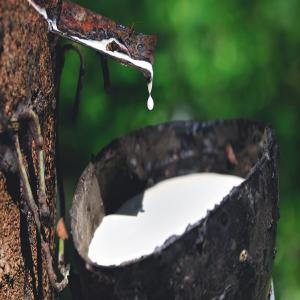 Une Très Grande Quantité De L'hévéa (latex) - autres nous disposons d'une très grande quantité de fond de tasse,  hévéa latex,  nous sommes à la recherche des partenaires pour une collaboration a longue durée 