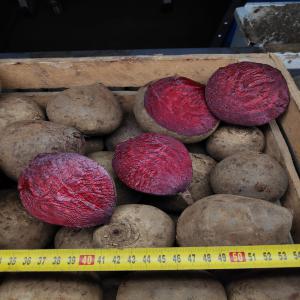  Vente 1000-2000t Betterave Rouge - fruits et légumes nous proposon a la vente 1000-2000t de betteraves conventionelles, calibre +180-450gr, et +450-850gr, , et betteraves rouges certifiees biologiques, origine pologne et roumania