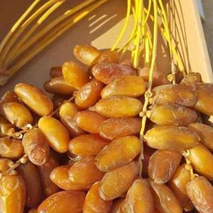  Dattes Tunisienne Deglet Nour. - fruits et légumes disponible des petits et moyens lots des différents  catégories des dattes  tunisienne type deglet nour   agricole- revendeurs sans intermédiaires..