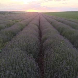 Conventional Lavender Essential Oil - olis conventional lavender essential oil direct producers from bulgaria 100% pure and natural oil. strong experience in international wind particularly towards france. do not hesitate to contact us if you are interested. packaging 180 kg drums quantities available 11 tonnes at  22 per kg / 2800 kg at  