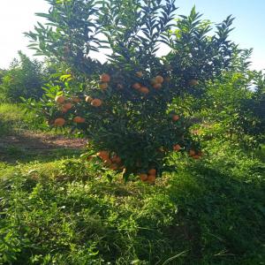  Exportation Fruit Et Légumes Vers L'europe - fruits et légumes bonjour je suis un algérien résident en france le centre val de loir je cherche un partenaire européenne qui conné bien le marché des fruits et légumes en france ou dans un autre pays en europe afin de exporté des fruits et légumes vers l'europ