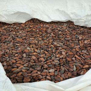  Cacao Forastero Origine Togo - café cacao thé  a tous disponible a lodz en pologne 11000 kg (11t) de cacao forastero origine togo livraison sous 24h dans toute l'europe.nous organisons le transport jusqu'a votre adresse .prix souhait&eacute; 2500  la tonne mais discutable ; paiement a la livraison.
