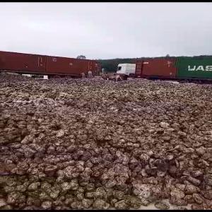  Usine D'hévéa De Gagnoa Côte D'ivoire - café cacao thé nous disposons d'une usine d'hévéa à gagnoa en côte d'ivoire,  nous avons une capacité de 300 conteneurs par jour.--nous recherchons des partenaires fiables.--la preuve en images.