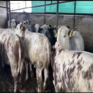  Veaux D'engraissement Et D'abattage. - animaux vivants nous pouvons vous fournir en veaux d'engraissement de 250 a 350 kg ( 3.70 /kg) ainsi que des veaux d'abattage de 600+ ( 3.20 /kg) de race charolais limousin et bleu blanc belge . pays de naissance et d'&eacute;levage hongrie . 