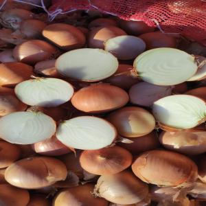  Oignon Jaune Origine Turquie Dispo Île-de-france - fruits et légumes nous sommes ravis de vous pr&eacute;senter nos oignons jaunes d'origine turquie,  vari&eacute;t&eacute;s bonus et vuelta,  disponibles en sacs de 50 kilos. avec des calibres allant de 30 &agrave; 80 selon vos besoins.--notre d&eacute;p&ocirc;t  sommes situ&eacute;s sur l'&icirc;le de france,  dans le 9