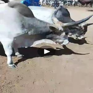  Recherche De Clients Pour Bovins Vivants - animaux vivants nous recherchons un ou des clients pour achat de bovins vivants. 3000 kg par tete. origine- afrique de l ouest. ce sont des betes s&eacute;lectionn&eacute;es..--