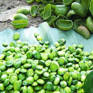  Griffonia Simplicifolia (boutures, Racines, Grain - matiere vegetale nous recherchons des acheteurs de boutures , racines et graines de griffonia simplicifolia.nous sommes situé en côte d'ivoire et pret à envoyer partout dans le monde.--merci 