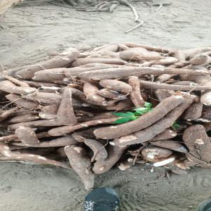  Manioc Manioc - féculents nous disposons d'une grande quantité de manioc issus de nos terre sans engrais,  naturellement bio africain disponible pour un contrat long durée avec une grande capacité 