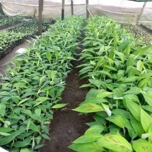  Banane Plantain - fruits et légumes bonjour--pour tout ceux qui veulent investir dans l' agriculture.il y a une entreprise en côte d'ivoire qui cherche un partenaire financier pour son projet agricole.la structure dispose une parcelle de cent hectares bien située au bord d'un fleuve qui est propice à toutes les cul