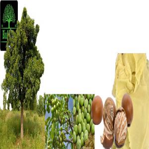  Beurre De Karité Du Burkina Faso Certifié Bio - matières grasses  nous recherchons des clients potentiels en europe am&eacute;rique et asie int&eacute;ress&eacute;s par l'achat en gros du beurre de karit&eacute; non raffin&eacute; certifi&eacute; bio et de tr&egrave;s bonne qualit&eacute; provenant du burkina faso. contactez nous si int&eacute;ress&ea