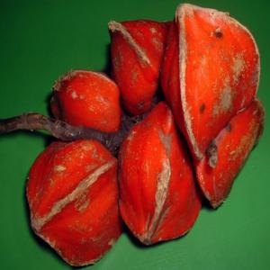  Produit En Vente Recherche Client Partenaires Et - fruits et légumes salutations distingu&eacute;es &agrave; tous je suis un jeune camerounais r&eacute;sidant dans l'illustre ville de yaound&eacute;. je d&eacute;tiens en ma possession des produits forestiers &agrave; la fois ligneux et non ligneux. mon principal int&eacute;ret est de trouver des acheteurs potentiel