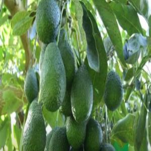  Fruits Avocat Citrons Orange - fruits et légumes  nous disposons d'une importante quantit&eacute;s d'en ce qui concerne les fruits avocat citrons orange. pour les int&eacute;ress&eacute; merci de nous contacter pour parler un peu plus sur les d&eacute;tails. 