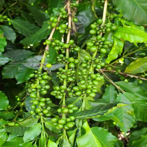  Buy High-end Commercial Arabica Robusta Coffees - coffee cocoa tea we are coffee merchants supplying green coffee to roasters throughout australia. we are always looking for reliable suppliers at origin for well prepared coffees. preferred origins are e.africa w. africa and central america. please provide us with detailed information about the coffees you have ava