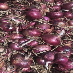  Vente D'oignon - fruits et légumes vente d oignons oignons la star m&eacute;connue de votre r&eacute;veillon! pr&eacute;parez vous &agrave; &eacute;blouir vos convives avec des oignons si d&eacute;licieux qu'ils feront pleurer de joie! croquant et frais ils sont parfaits pour tous vos plats oubliez le champagne cette an