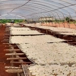  Manioc Sec Et Dérivés - autres nous sommes une société basée en côte d'ivoire spécialisée dans la production et la transformation du manioc en manioc séché ou cossette...--nous recherchons des acheteurs en chine, mali et guinée conakry...