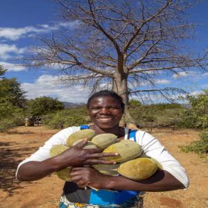  Baobab Fruit And Powder Pain De Singe - roasted seeds and nuts nous sommes une société spécialisée dans la production de la poudre de baobab très fine tamisée avec des tamis vibrant sans sable ni résidu. nous fournissons en gros et en détail le fruit de baobab,  la poudre de baobab et les graines de baobab.