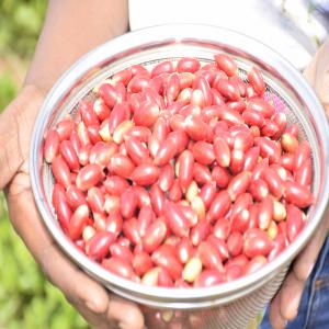  Synsepalum (baie Miracle) Du Bénin En Déstockage - fruits et légumes nous recherchons des clients pour prendre nos stocks de synsepalum dulcificum (baie miracle) produits au bénin. produit naturellement,  nos baies ne contiennent ni métaux lourds,  ni pesticides,  ni aflatoxine. disponible en grande quantité en fruits frais et très bient&ocir