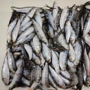  Sardines En Boites De Conserves - conserve semi conserve conserves sardines hgt a huile végétale en boîtes 125g. quantité disponible pour marché local et à l'export sous cartons de 50 boîtes. commande minimum 1 conteneur 20pd. (3250 cartons)
